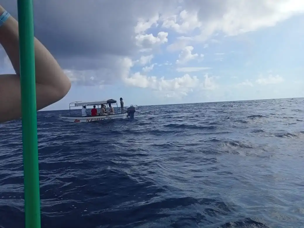 7 days calving seasons and Whale Sharks| Kizza Adventure